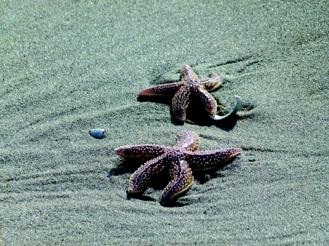 seastar, sand, beach, sea, marine, animal, tropical, life, wildlife, aquatic, nature, saltwater, exotic, undersea, ecosystem, creature, seastar, seastar, seastar, seastar, seastar-331878.jpg